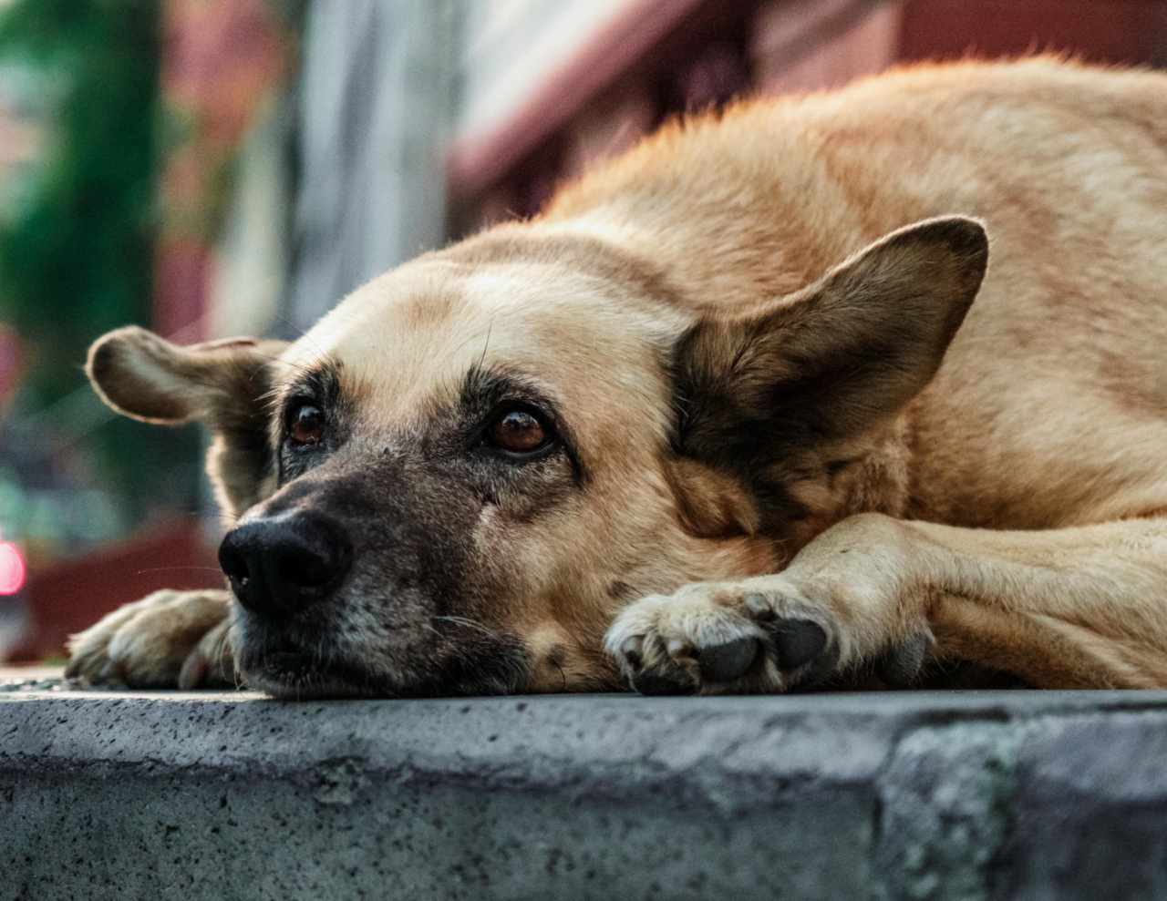 Cani liberi in strada, l’allarme di un ciclista