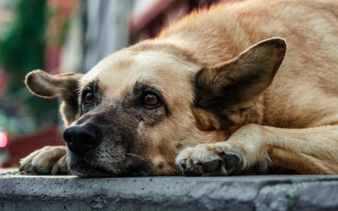 Cani liberi in strada, l’allarme di un ciclista