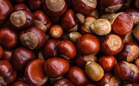 A settembre torna la Sagra della Castagna
