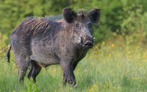 Sei cinghiali travolti sulla strada di Beinette: illesi tre giovani
