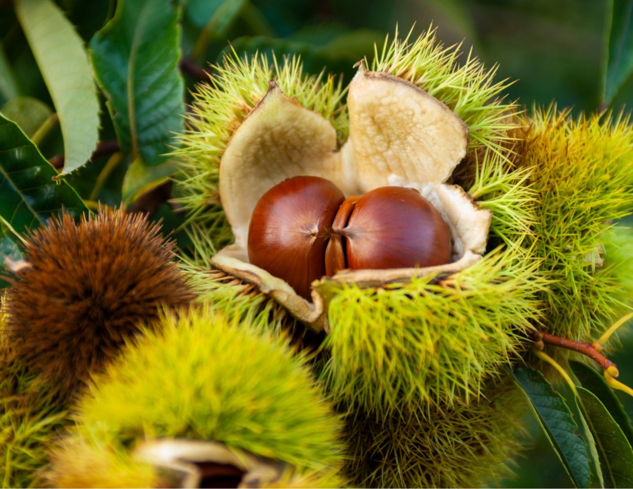 A Cuneo la castanicoltura tra biodiversità e sviluppo montano