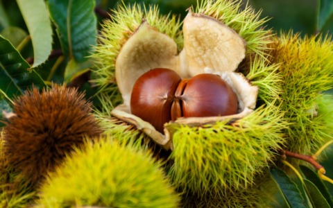 A Cuneo la castanicoltura tra biodiversità e sviluppo montano